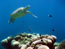 Green Sea Turtle