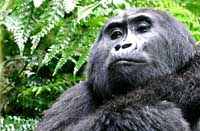 Mountain Gorilla Safari in Uganda